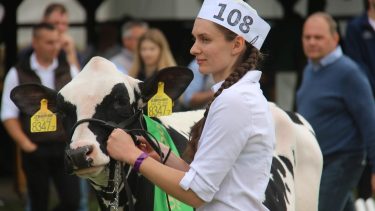 : Holstein-fríz szarvasmarha-bemutató egy állattenyésztési kiállításon (Fotó: Horizont Média/archív)