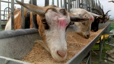 Kecskék takarmányozása egy Pest megyei birtokon