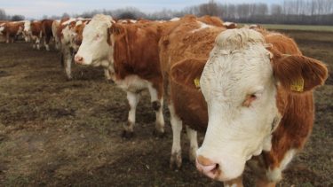 szarvasmarhák ridegtartásban egy nyugat-magyarországi állattartó telepen