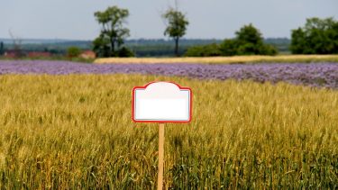 Vetőmag-bemutató parcella egy szántóföldi gazdaságban
