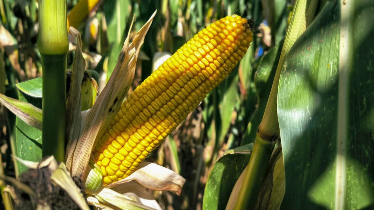 Menjen biztosra, álljon a győztes mellé!