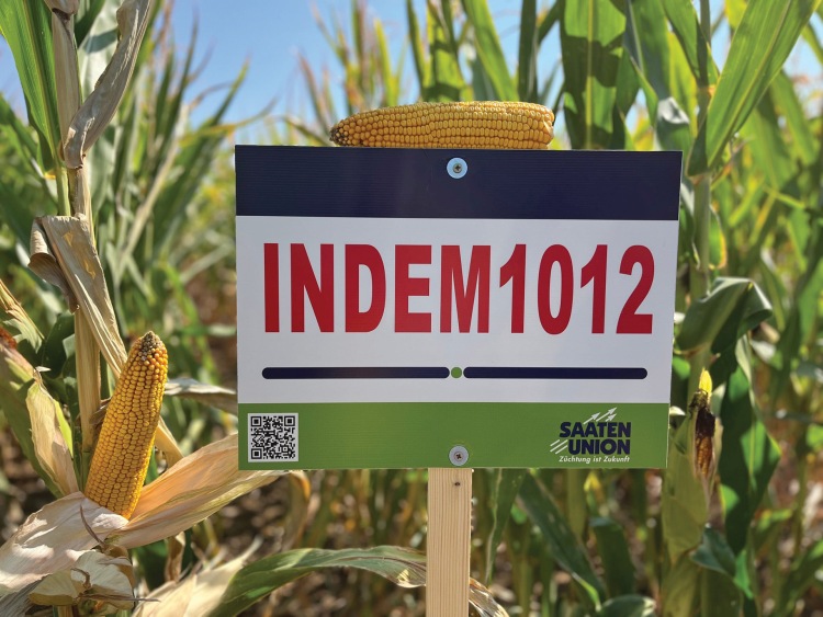 Indem kukorica