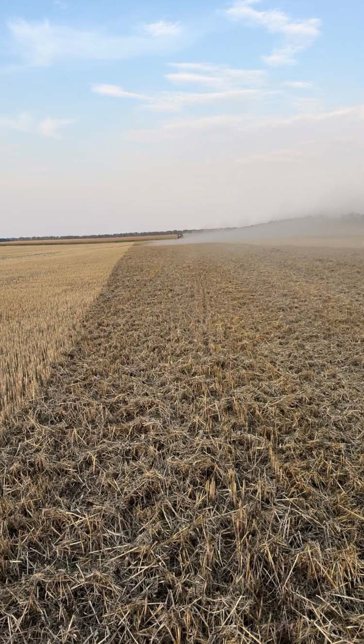 Cultro – szalmaterítés