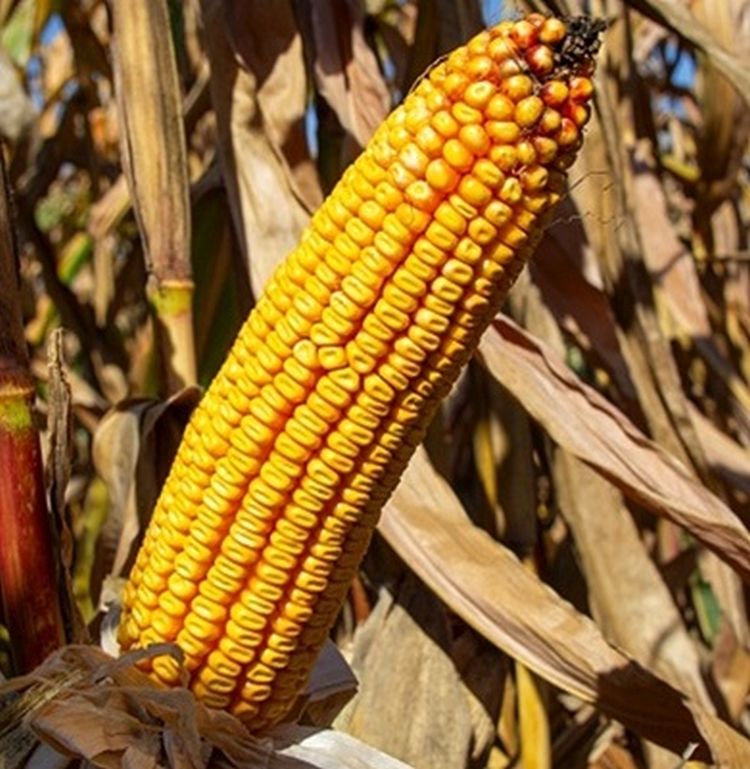 Az RGT Mogabrix a 2025-ÖS GOSZ–VSZT–NAK kísérlet győztese