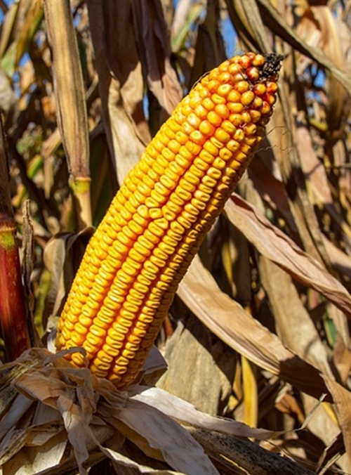 Mogabrix kukorica az RAGT-től