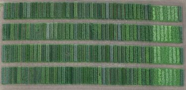 Öko posztregisztrációs kísérlet 2025 Martonvásár