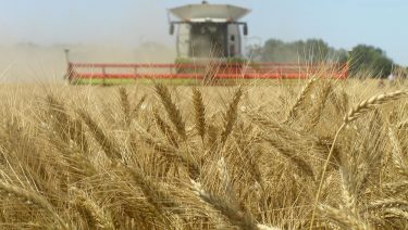 Búza aratás kombájnnal