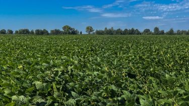 SAATEN-UNION Acardia szója