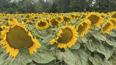 SAATEN-UNION napraforgó