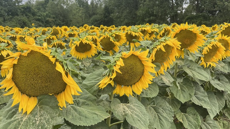 Napraforgóból is tudunk újat mutatni