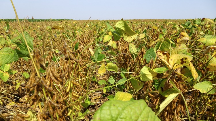 A szója a vetésforgót és a pénztárcát egyaránt gyarapítja