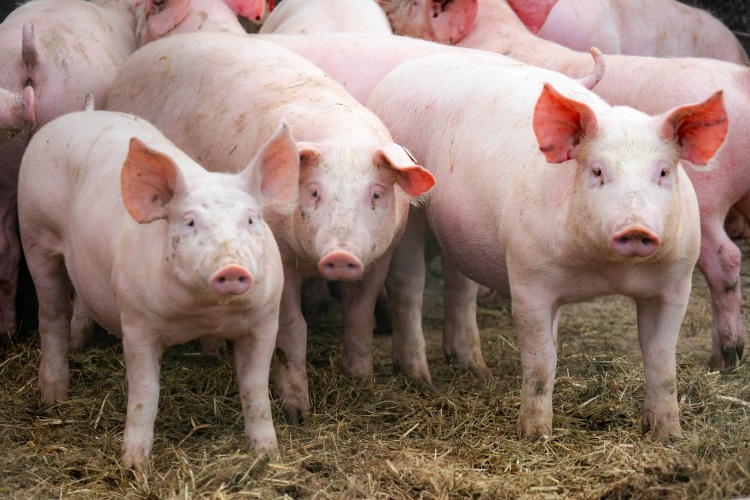 A kifutós, alomszalmás tartásmódé a jövő? (fotók: shutterstock.com)