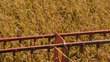 Rizs aratása kombájnnal Északkelet-Magyarországon (Illusztráció: Horizont Média/archív)