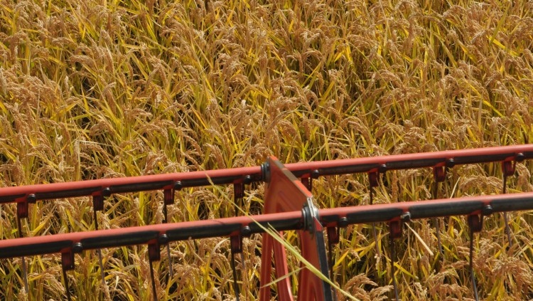 Fordulat a vám-szappanoperában: a rizstermesztők emelnének