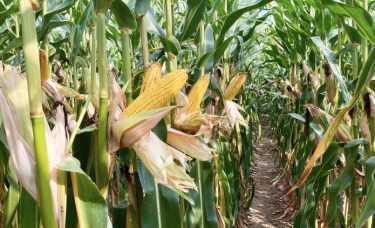 SAATEN-UNIO kukorica