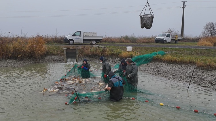 Egészséges Akasztói Szikiponty a karácsonyi asztalra
