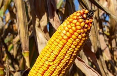 Mogabrix kukorica az RAGT-től