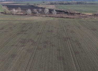 A madártávlati nézet lehetővé teszi a növényállomány homogenitásának gyors értékelését, a gócpontok azonosítását (fotók: ABZ Drone Kft.)