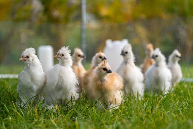 A jogszerű állattartástól a birtokvédelemig