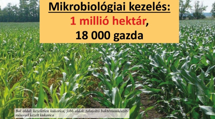 Bal oldal: kezeletlen kukorica, jobb oldal: talajoltó baktériumkészítménnyel kezelt kukorica
