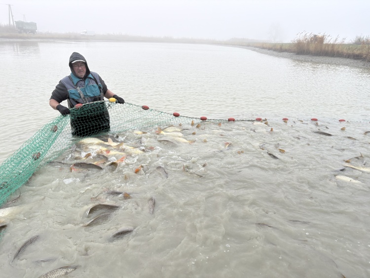 Lehalászás Akasztón: szikipontyok a karácsonyi asztalra