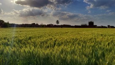 Búzatábla mezőgazdasági táj