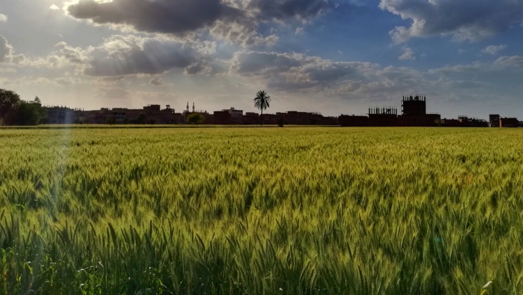 Búzatábla mezőgazdasági táj