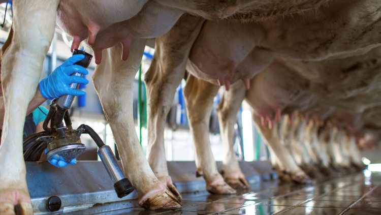 Tehéntőgy, fejés fejőgéppel