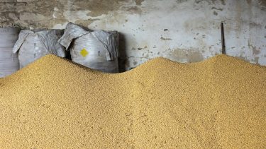 Szójabab raktárban