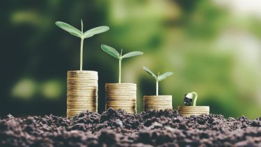 Pénzérmék és csíralevelek termőtalajon