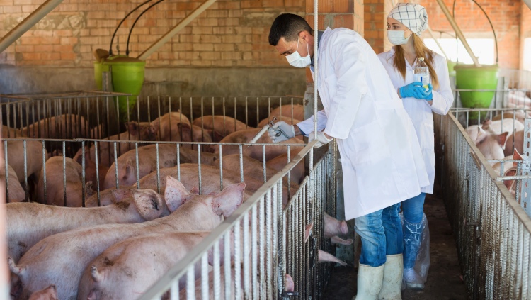 Homály az antibiotikumhasználatban a hazai állattartásban