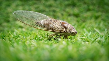 Üvegszárnyú kabóca