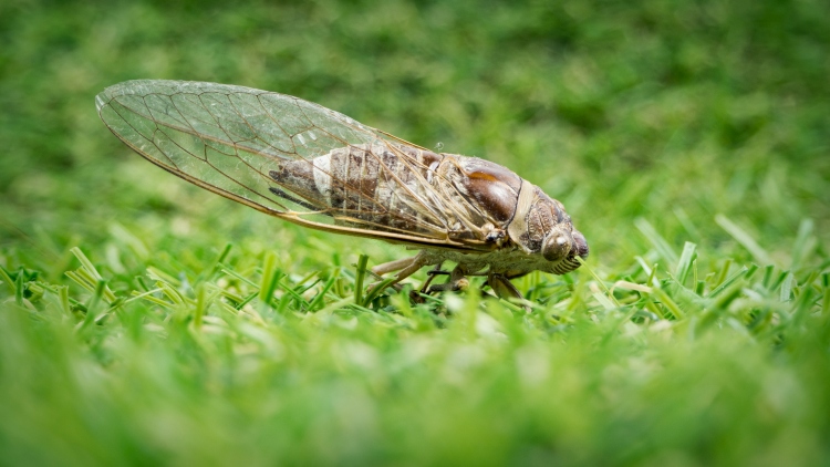 Üvegszárnyú kabóca
