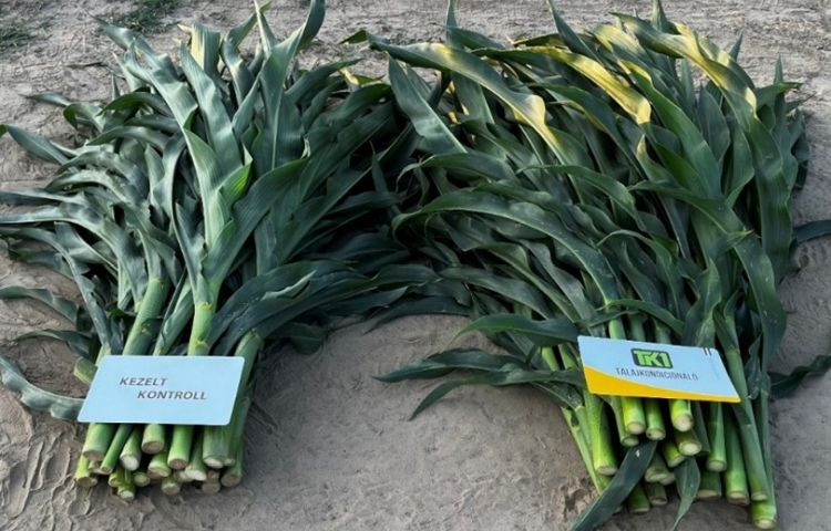 A humin- és fulvosavval kezelt és kezeletlen kukorica