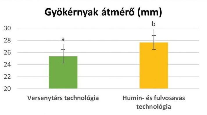 Talajkondicionálás hatására a gyökérnyak fejlődése