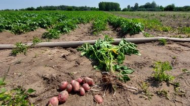 burgonya öntözőcső szántóföld