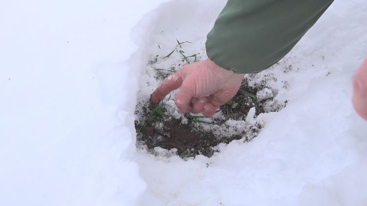 Átlag 5 cm-es növények a hópaplan alatt