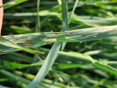 A veresnyakú árpabogár kártételére jellemző a levélen látható hosszanti hámozás.