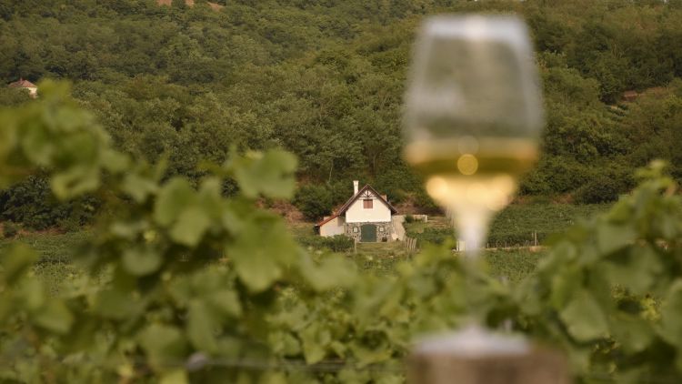 szőlő borászat támogatás