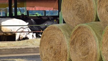 Szarvasmarha telep és szalmabálák