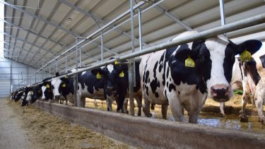 szarvasmarha telep állatállomány