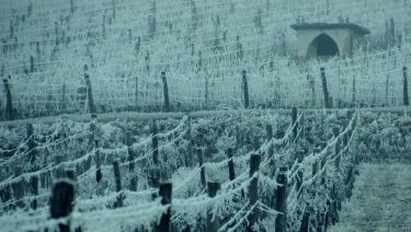 Januári zúzmarába dermedt szőlő Északkelet-Magyarországon