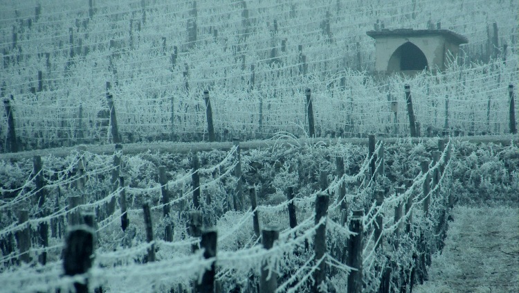Januári zúzmarába dermedt szőlő Északkelet-Magyarországon