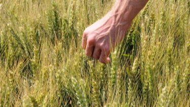 gabona búza gazda termés hozam