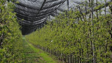 jéghálóval felszerelt korszerű almaültetvény Északkelet-Magyarországon