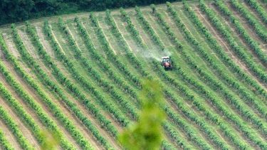 permetezés egy Balaton-környéki szőlőben
