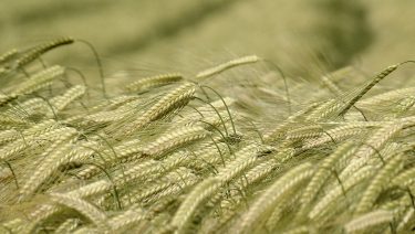 Nem az idei volt/lesz a szántóföldi növények éve a mezőgazdaságban (Fotó: Horizont Média)