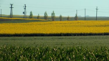 kukorica repce elektromos hálózat