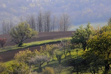 kertészet szántó erdő bérelt földterületek