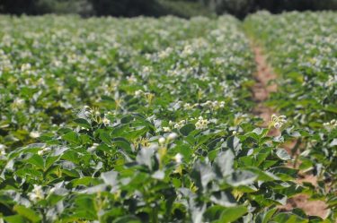 virágzó burgonya termőföld